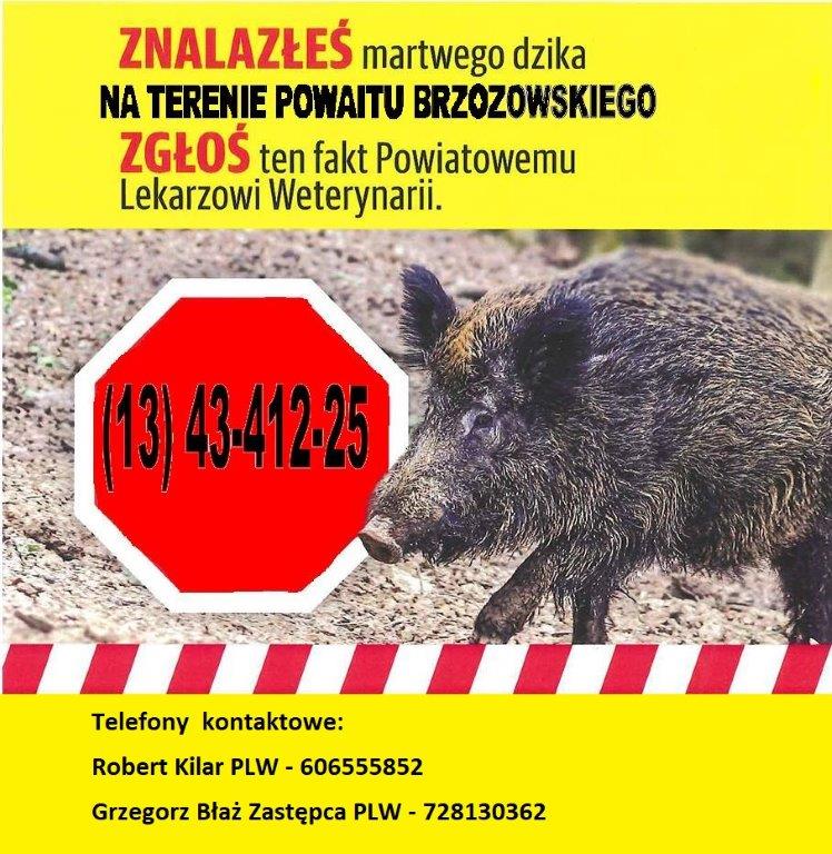 Grafika informacyjna na&nbsp;ż&oacute;łtym tle dotycząca zgłaszania znalezienia martwego dzika na&nbsp;terenie powiatu brzozowskiego. W centralnej części znajduje się zdjęcie dzika oraz&nbsp;czerwony znak z&nbsp;numerem telefonu alarmowego (13) 43-412-25. U g&oacute;ry umieszczono komunikat: &bdquo;Znalazłeś martwego dzika na&nbsp;terenie powiatu brzozowskiego? Zgłoś ten fakt Powiatowemu Lekarzowi Weterynarii.&rdquo; Na dole znajdują się dane kontaktowe: Robert Kilar, Powiatowy Lekarz Weterynarii &ndash; 606 555 852 oraz&nbsp;Grzegorz Błaż, Zastępca Powiatowego Lekarza Weterynarii &ndash; 728 130 362. Grafika ma charakter ostrzegawczo-informacyjny.