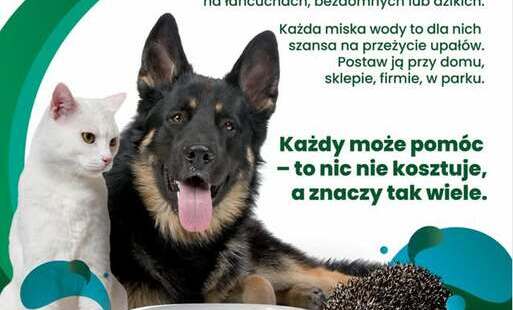 Plakat zachęcający do wystawiania misek z wodą dla zwierząt podczas upałów. Na białym tle widoczne są biały kot, owczarek niemiecki oraz jeż stojące obok białej miski z wodą z napisem „Mała rzecz dla zwierząt”. Zielono-niebieskie elementy graficzne otacza