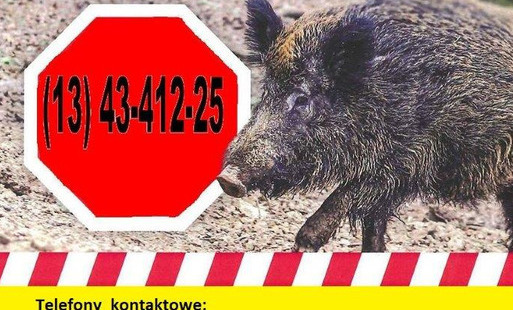 Grafika informacyjna na żółtym tle dotycząca zgłaszania znalezienia martwego dzika na terenie powiatu brzozowskiego. W centralnej części znajduje się zdjęcie dzika oraz czerwony znak z numerem telefonu alarmowego (13) 43-412-25. U góry umieszczono komunik